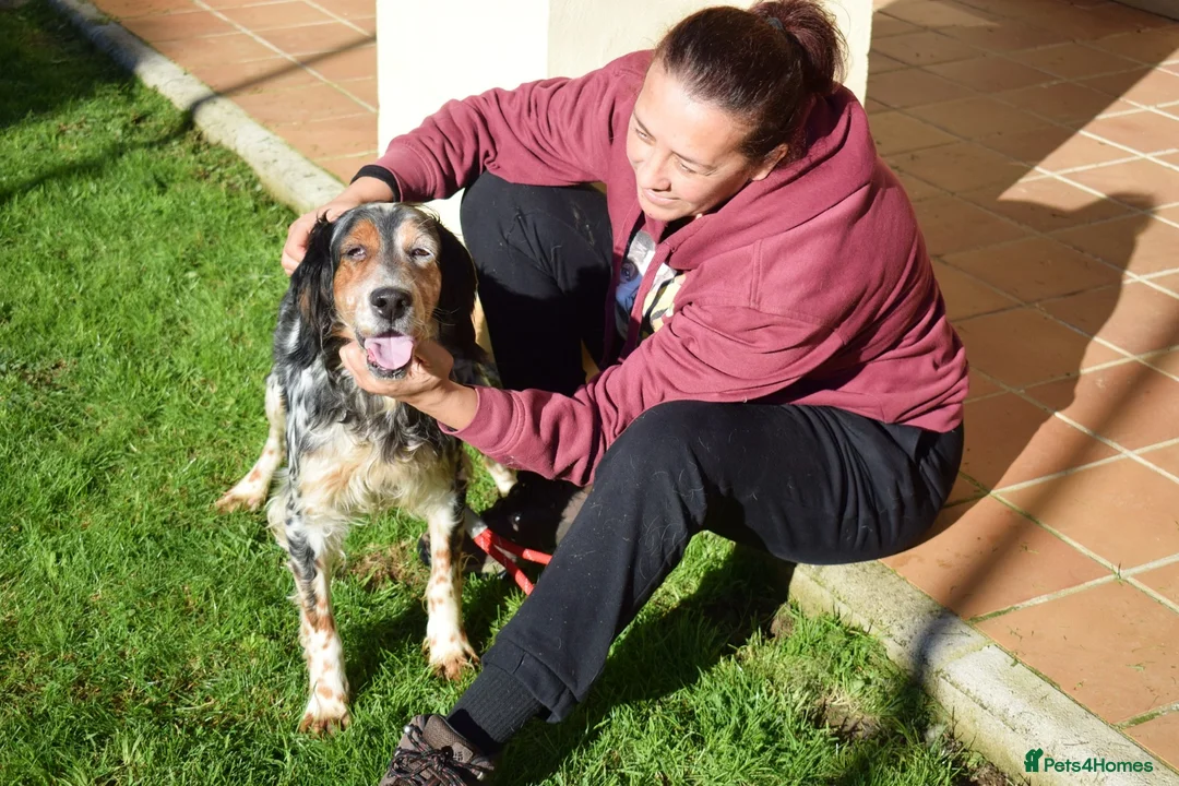 English Setter dogs for adoption: Carina - Advert 3
