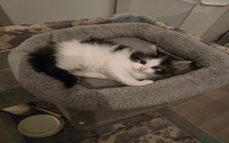 Ragdoll cats for sale: Fluffy kittens Ragdoll x - Image 6
