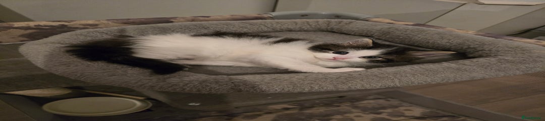 Ragdoll Kitten 3