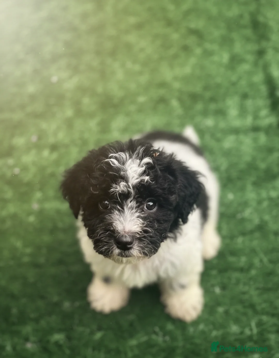 Mixed Breed dogs for sale: Bichon puppies  - Advert 11