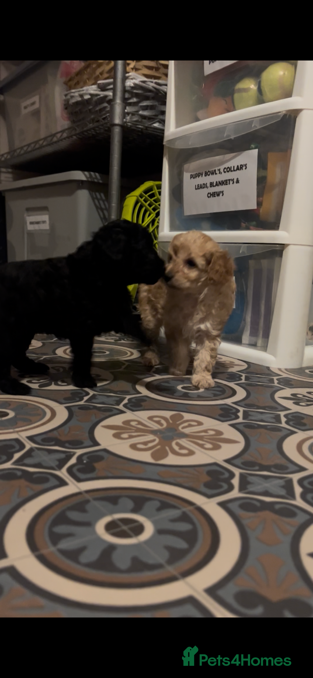 Toy Poodle dogs for sale: kc toy poodles by fully health tested parents - Advert 8