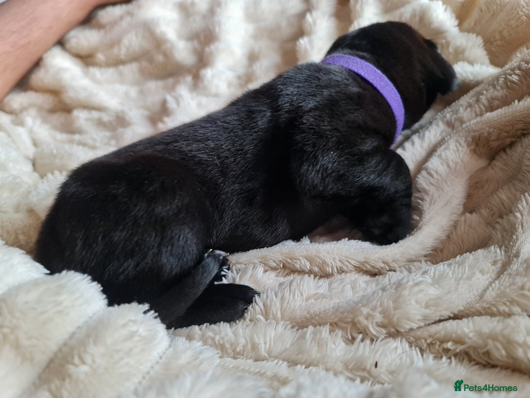 Cane Corso dogs for sale: Cane corso puppies  - Image 12