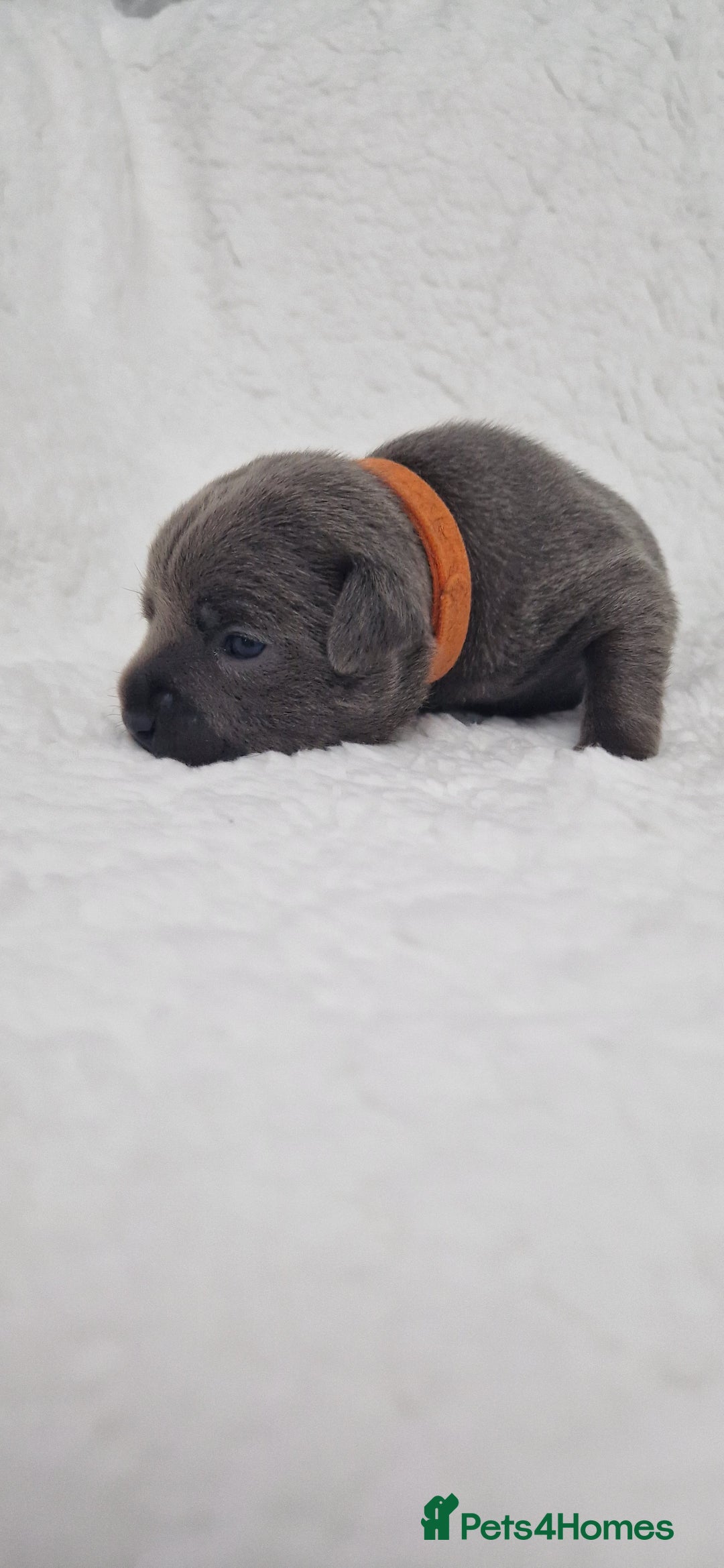 Staffordshire Bull Terrier dogs for sale: 4 Kc Reg Staffordshire Bull Terrier Females 🩷 - Advert 34