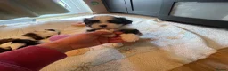 Shih Tzu dogs for sale: Shihtzu puppies for sale  - Advert 22