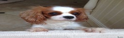 Cavalier King Charles Spaniel dogs for sale: Gorgeous KC reg Cavalier Puppies - Advert 3