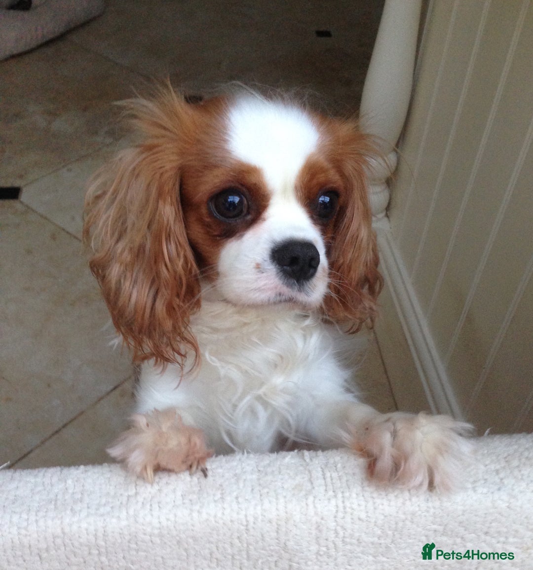 Cavalier King Charles Spaniel dogs for sale: Gorgeous KC reg Cavalier Puppies - Advert 3