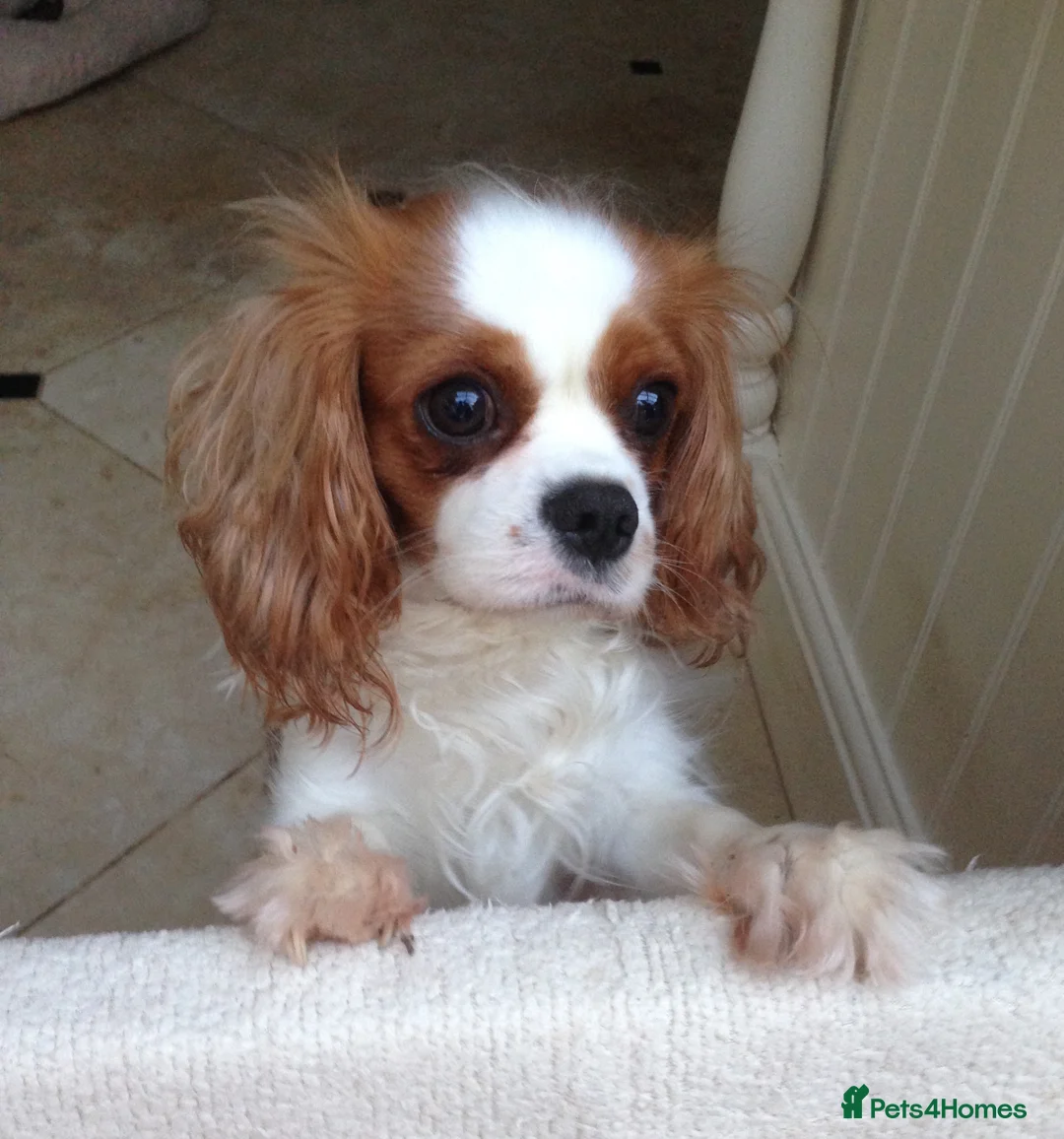 Cavalier King Charles Spaniel dogs for sale: Gorgeous KC reg Cavalier Puppies - Advert 3