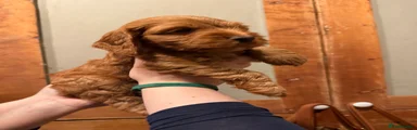 Mixed Breed 6