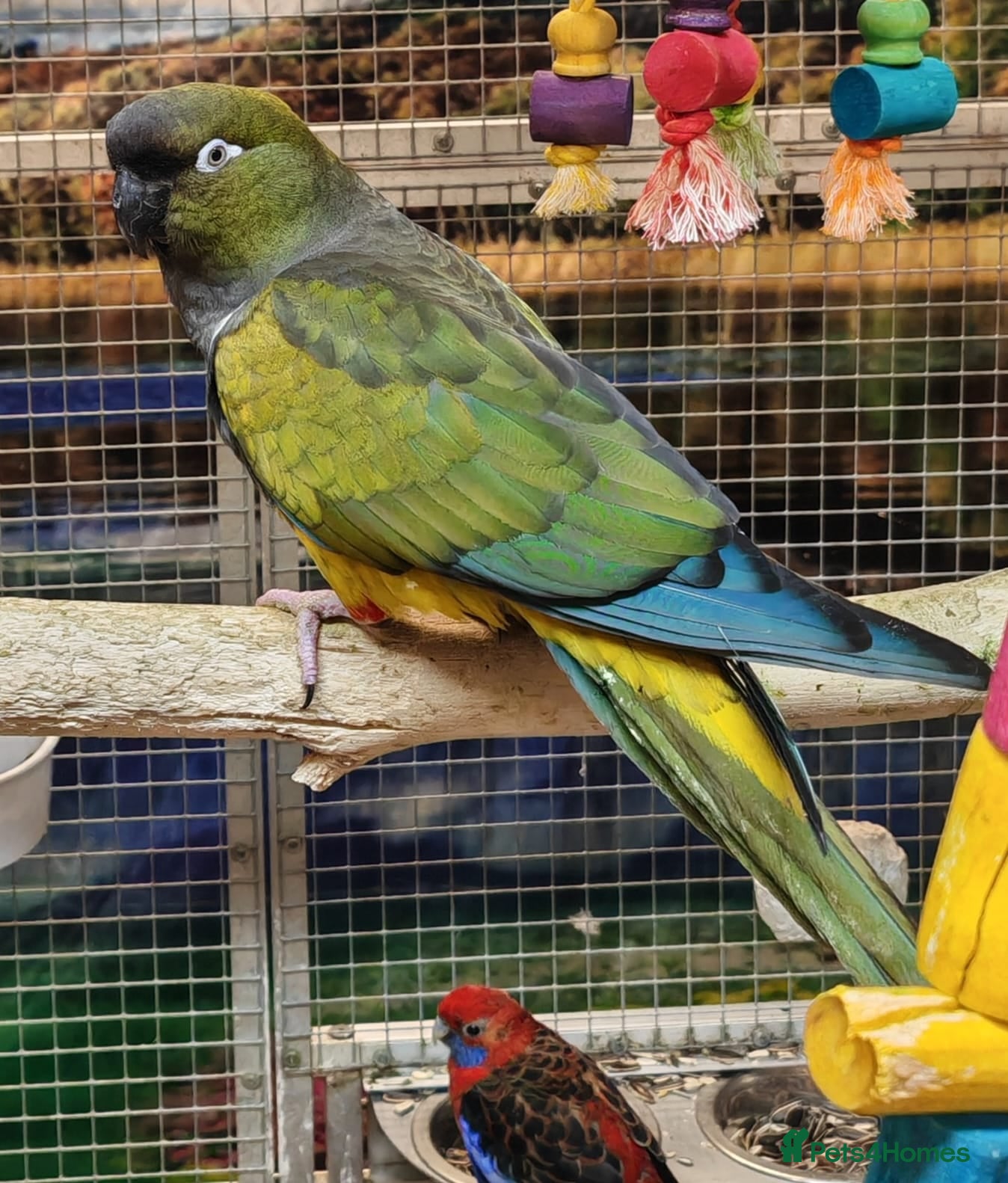 Parrots birds Xxx BIRDS/PARAKEETS/PARROTS xxX - Advert 9