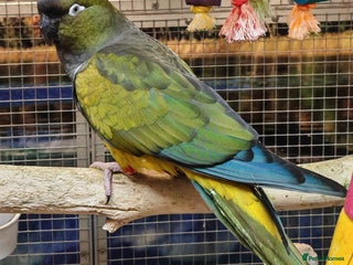 Parrots birds Xxx BIRDS/PARAKEETS/PARROTS xxX - Advert 2