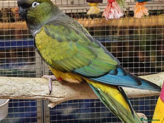 Parrots birds Xxx BIRDS/PARAKEETS/PARROTS xxX - Advert 14