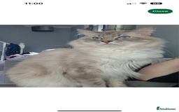 Ragdoll cats for sale: Ragdoll kittens - Image 10