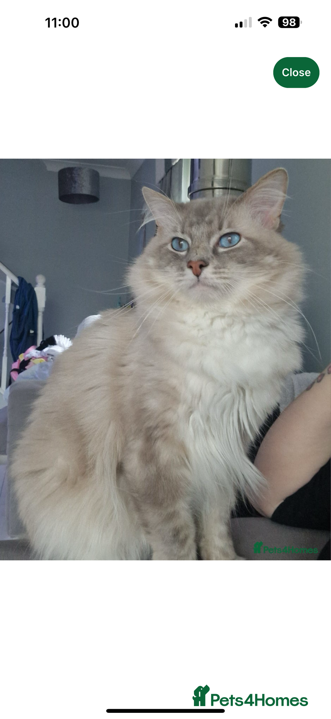 Ragdoll cats for sale: Ragdoll kittens - Image 10