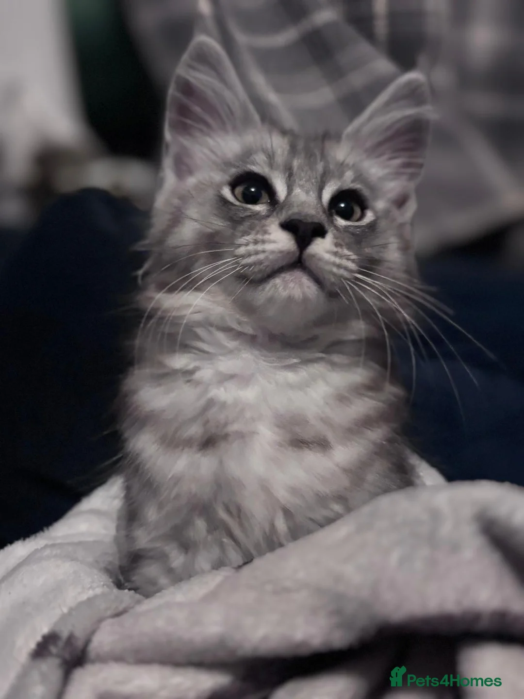 Maine Coon cats for sale: Adorable Maine Coon Kittens in Leicester - Advert 13