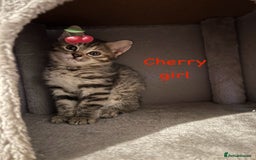 Siberian cats for sale: Siberian girl kittens ready for new home now - Image 9