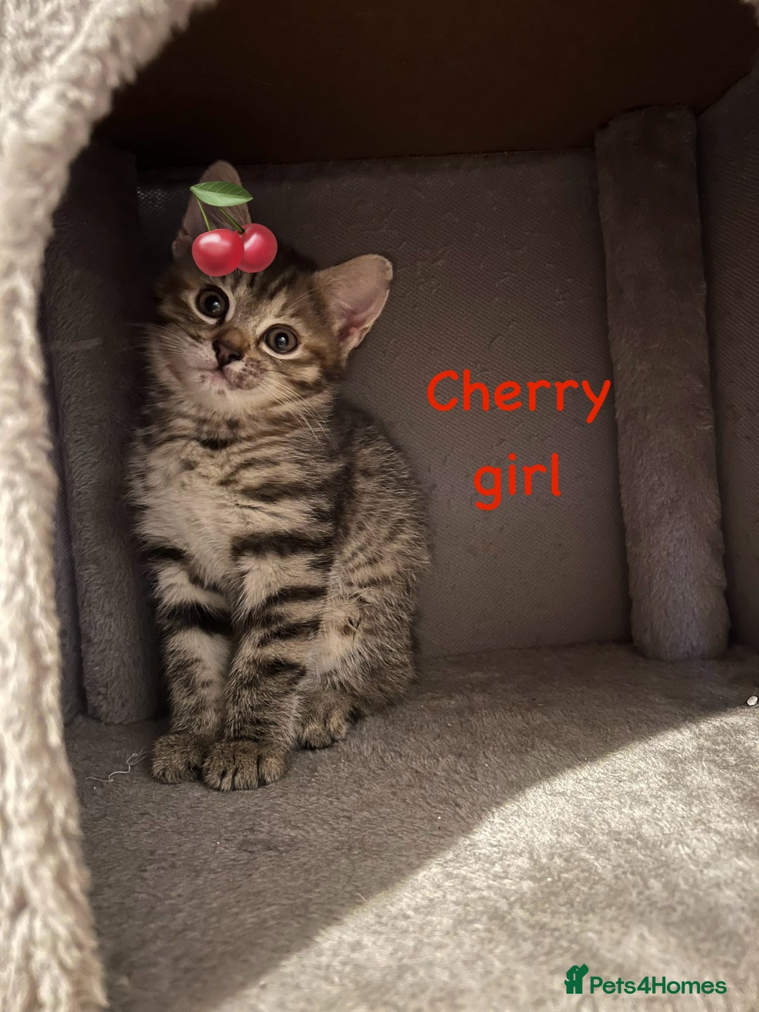 Siberian cats for sale: Siberian girl kittens ready for new home now - Image 9