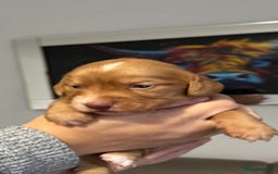 Cocker Spaniel dogs for sale: Red Cocker Spaniel Puppies - Image 12