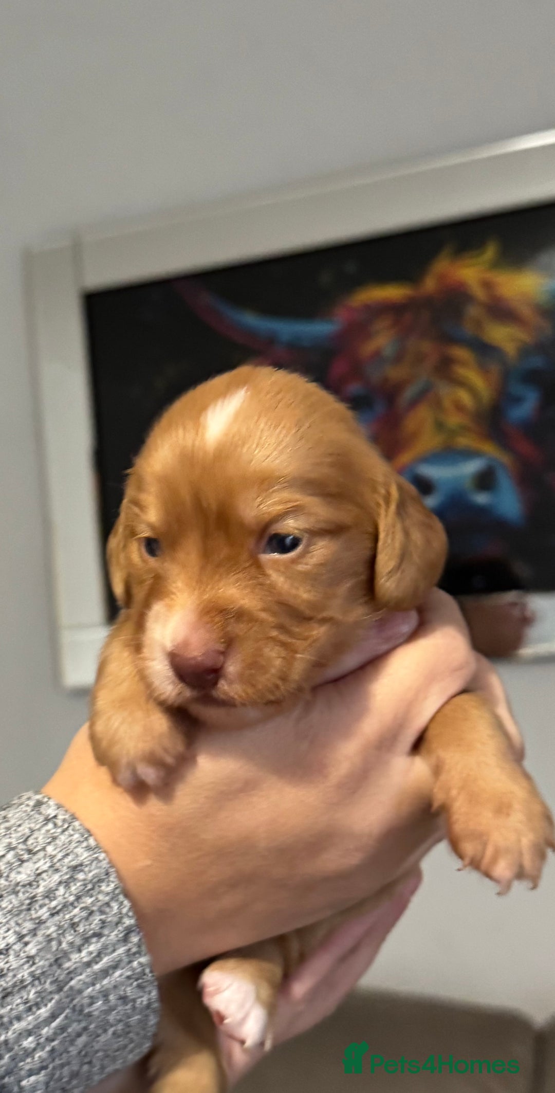 Cocker Spaniel dogs for sale: Red Cocker Spaniel Puppies - Image 12