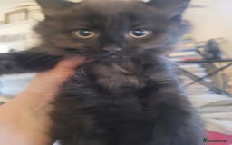 Ragdoll cats for sale: 1/2 Ragdoll 1/2 british Blue MIx Kittens - Image 15