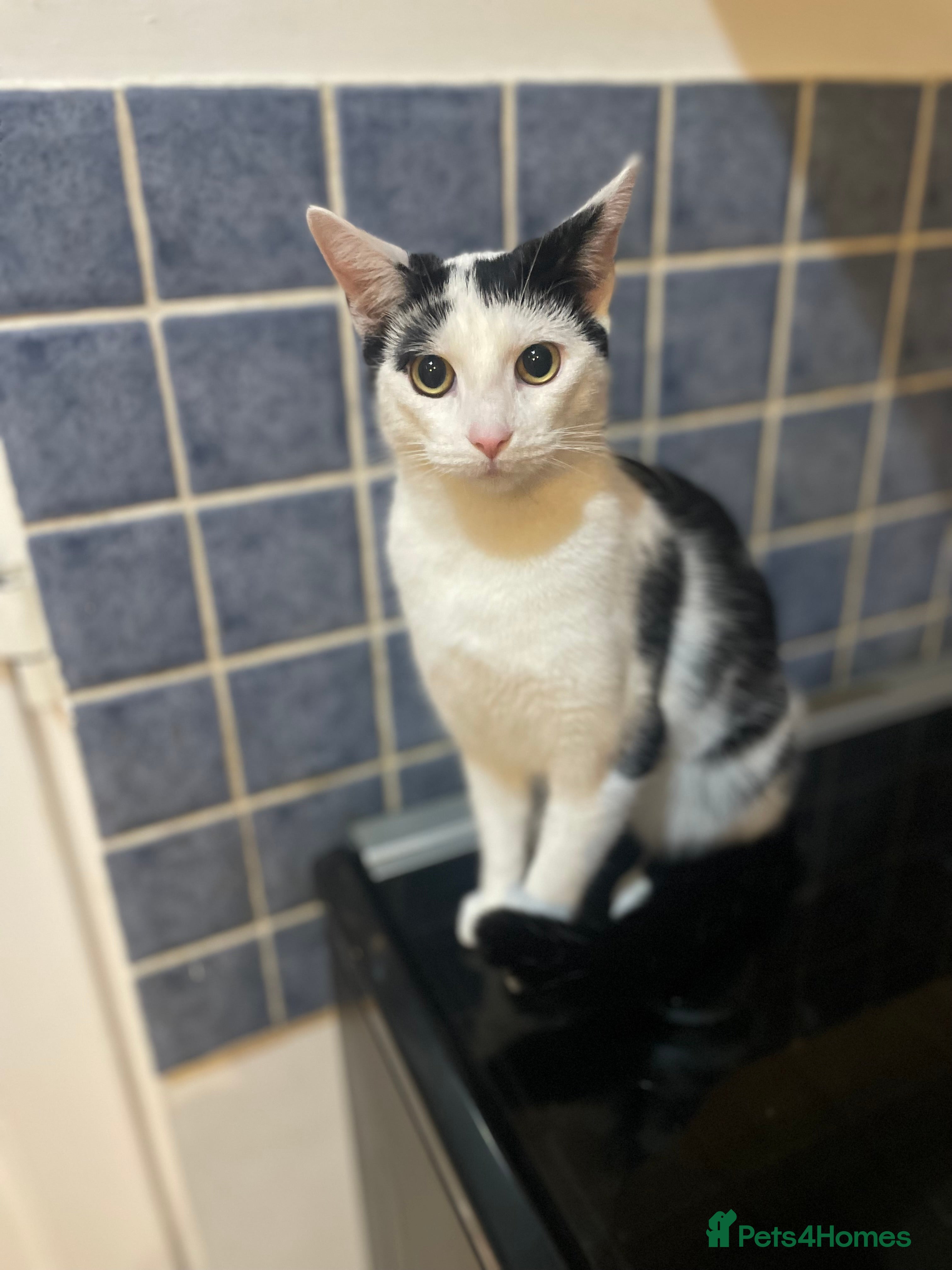 Domestic Shorthair cats Trixie  - Advert 2