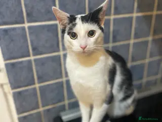 Domestic Shorthair cats Trixie - Advert 13