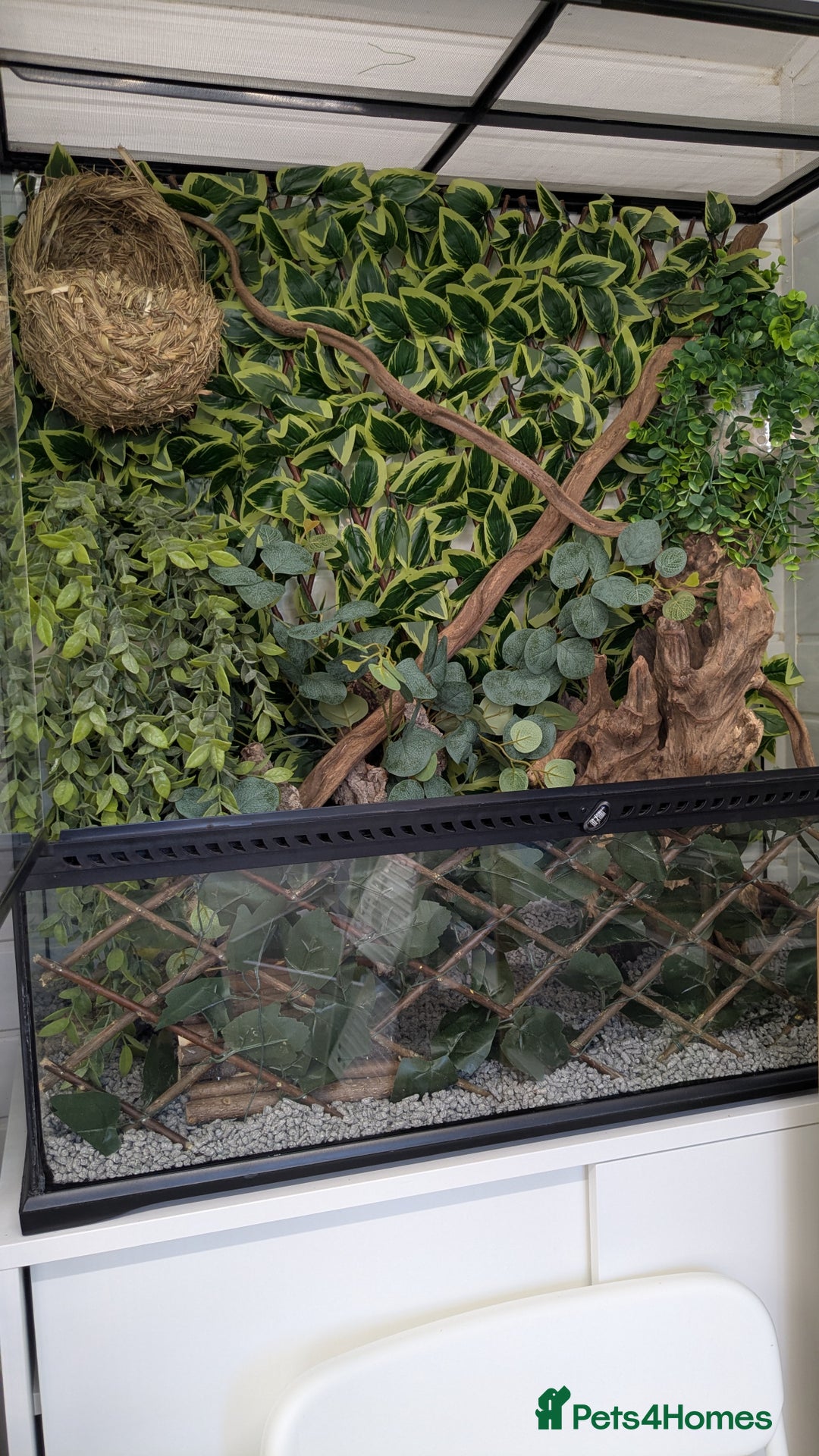 Mouse rodents for sale: African Pygmy Dormice  - Advert 11