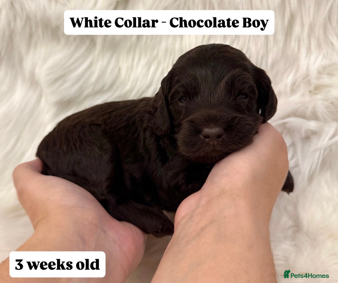 Cockapoo dogs for sale: Waiting-List Open - DNA Tested Cockapoo Puppies 🧬 - Advert 23