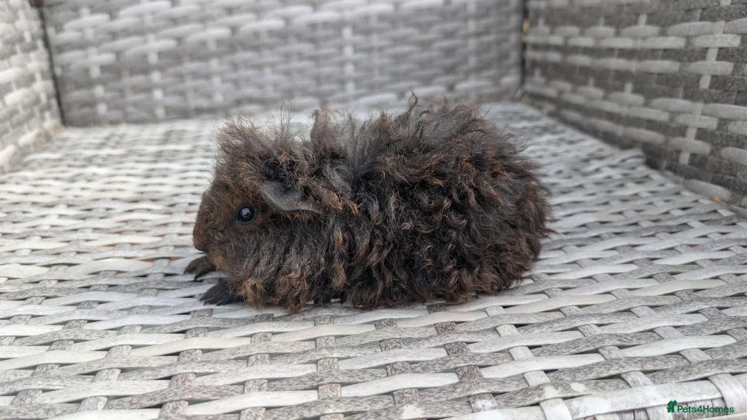 Guinea Pig rodents for sale: Texel baby guinea pig  - Advert 2