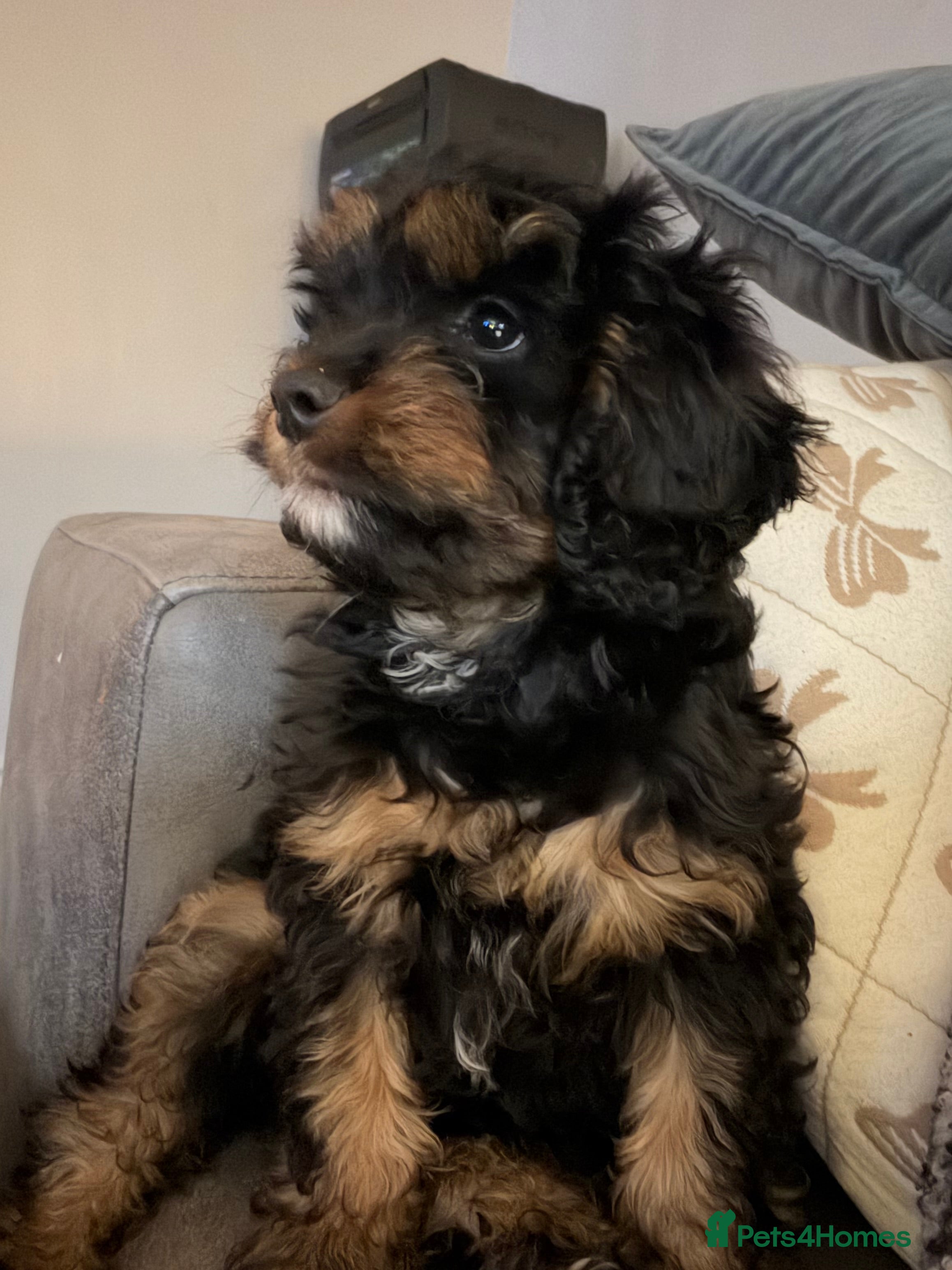 Cavapoo dogs READY NOW💕Cavapoo  girl  phantom Black and Tan  - Advert 1