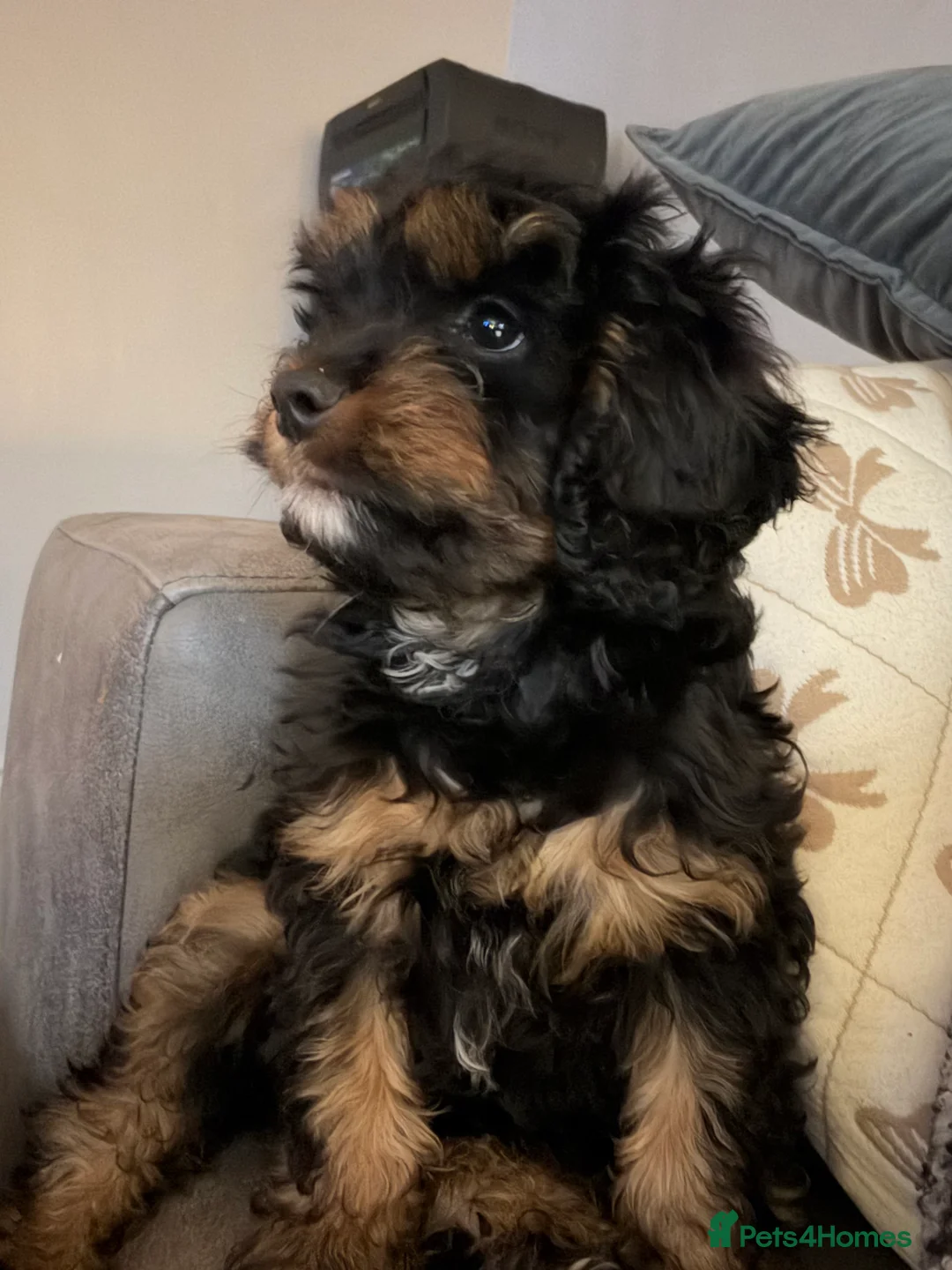 Cavapoo dogs for sale: READY NOW💕Cavapoo  girl  phantom Black and Tan  - Advert 1