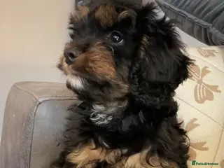 Cavapoo dogs READY NOW💕Cavapoo girl phantom Black and Tan - Advert 1