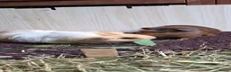 Guinea Pig rodents for sale: Bond boys ready go  - Advert 11