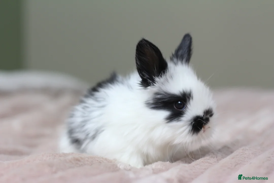 Angora rabbits for sale: Angora X bunny rabbits  - Advert 5