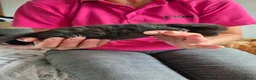 Mixed Breed cats for sale: 6 beautiful Kittens  - Advert 7