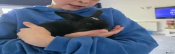 Mini Lop rabbits for sale: Baby rabbit - Advert 7