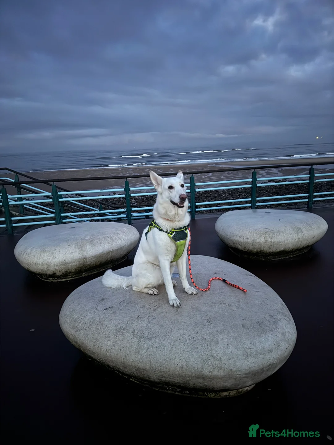 White Swiss Shepherd dogs for adoption: Swiss Shepherd Female in Newcastle upon Tyne - Advert 2