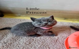 Brazilian Shorthair cats for sale: 🐾Beautiful British Shorthair Kittens 🐾 - Image 14