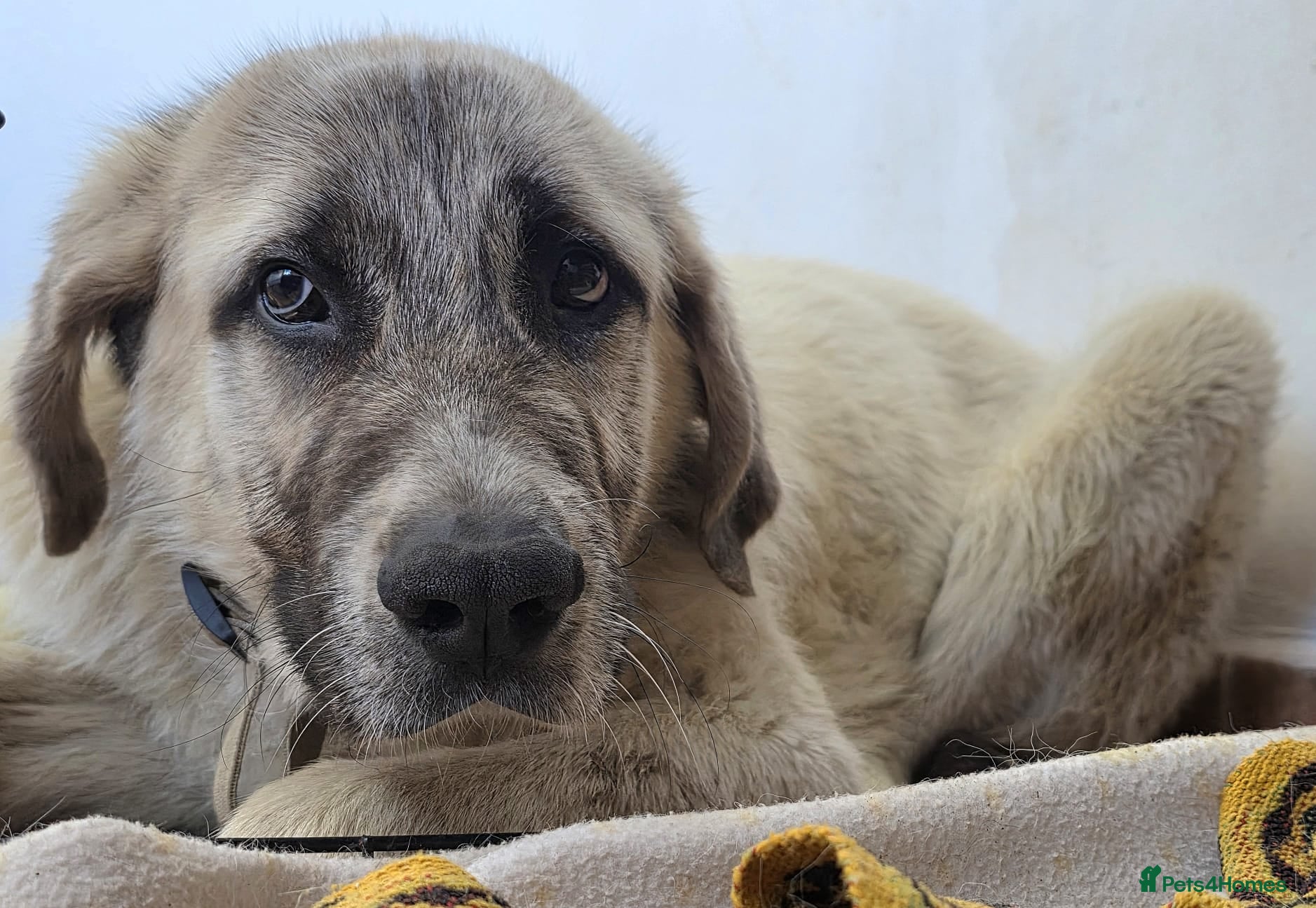 Mastiff dogs Oliver- Cuddly Spanish Mastin Pup - Advert 1
