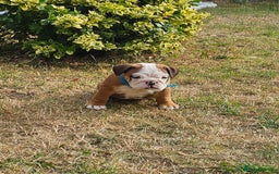 English Bulldog dogs for sale: English Bulldog  - Image 8