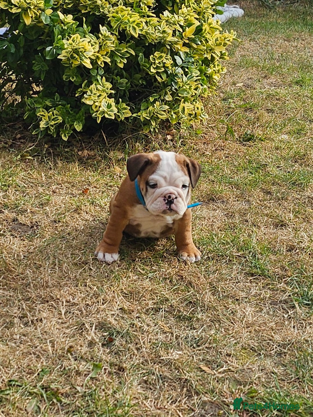 English Bulldog dogs for sale: English Bulldog  - Image 8
