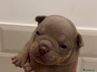 American Bully dogs Female Miniature microbully puppies - Advert 20