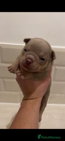 American Bully dogs Female Miniature microbully puppies - Advert 18