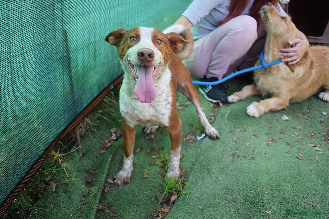 Ibizan Hound dogs for adoption: Fly   - Image 6