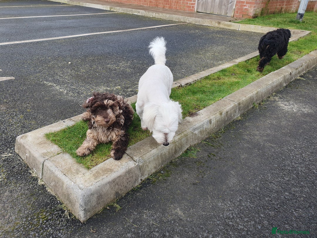 Cockapoo dogs for sale: Brown merle cockapoo girl 1 year 7 months old - Image 10