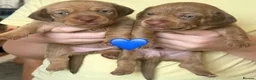 Miniature Dachshund dogs for sale: Mini Dax puppies 1 boy & 1 girl remaining in Billingshurst - Advert 5