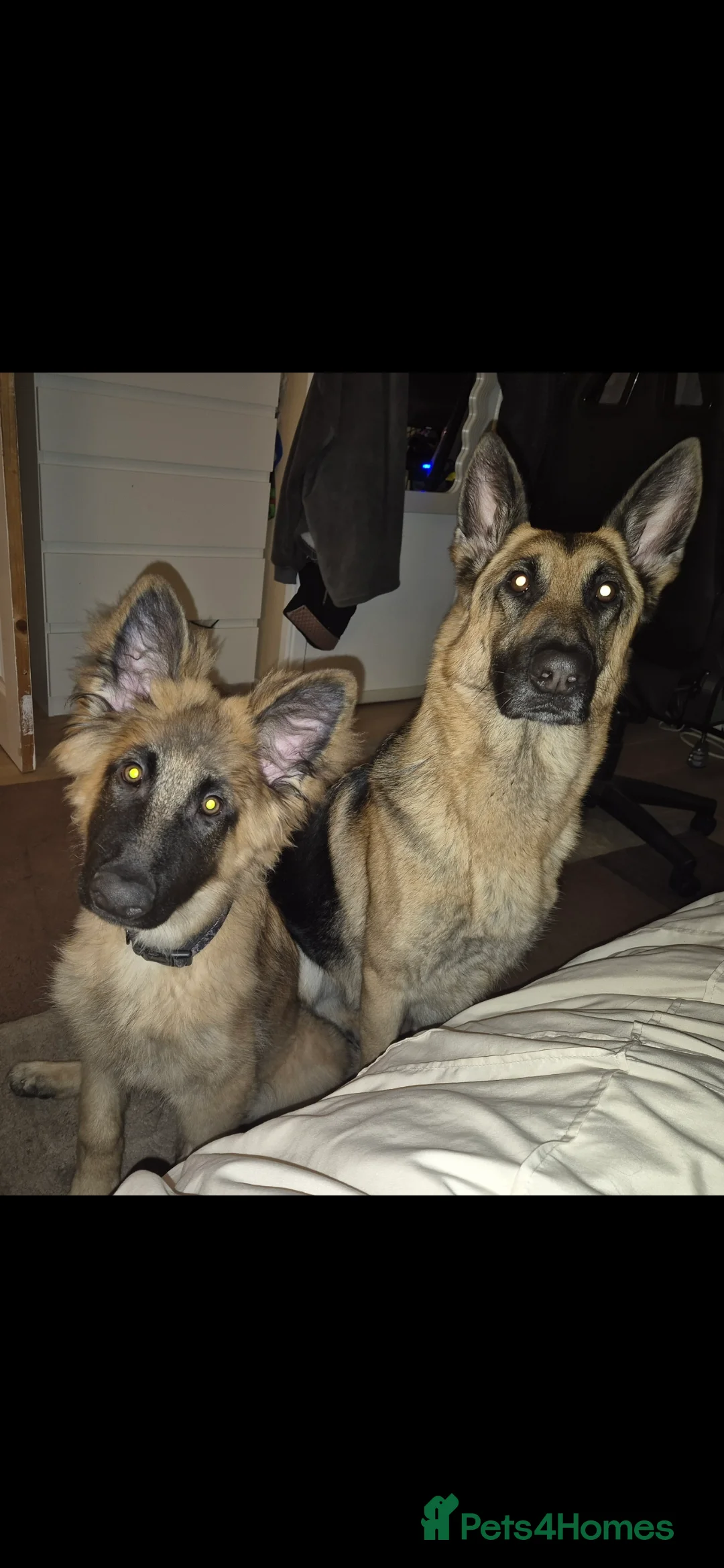 German Shepherd dogs for sale: 6 month old male GSD - Advert 2