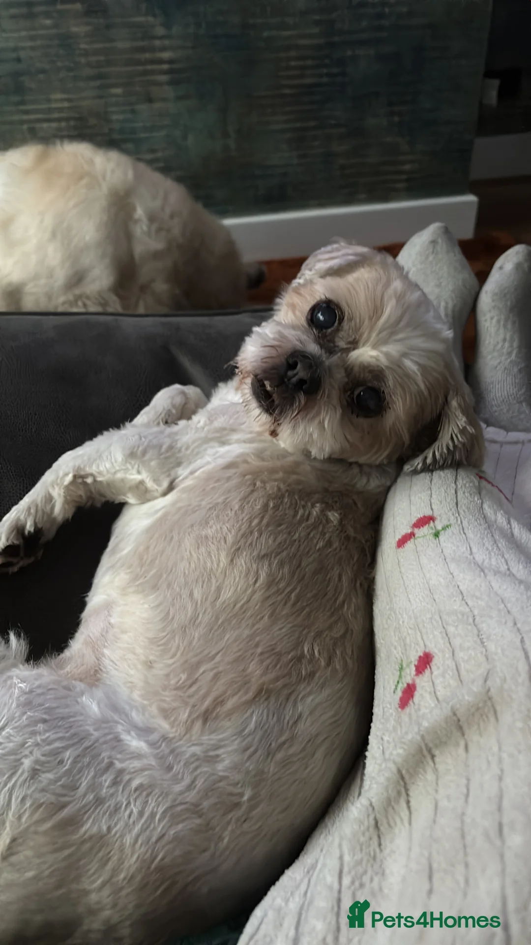 Shih Tzu dogs for sale: Shih Tzu (elderly) for rehoming - Advert 2