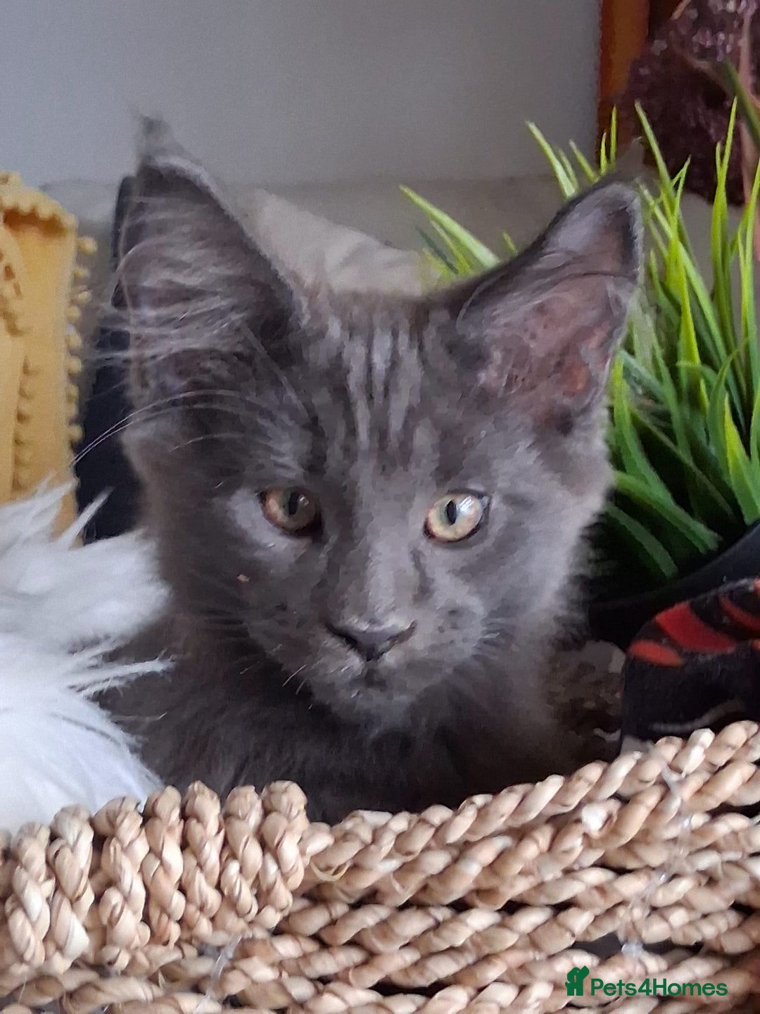 Maine Coon cats for sale: MAINE COON XL purebred registered active - Image 24