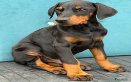 Dobermann dogs for sale: KC Reg Doberman Male - Image 3
