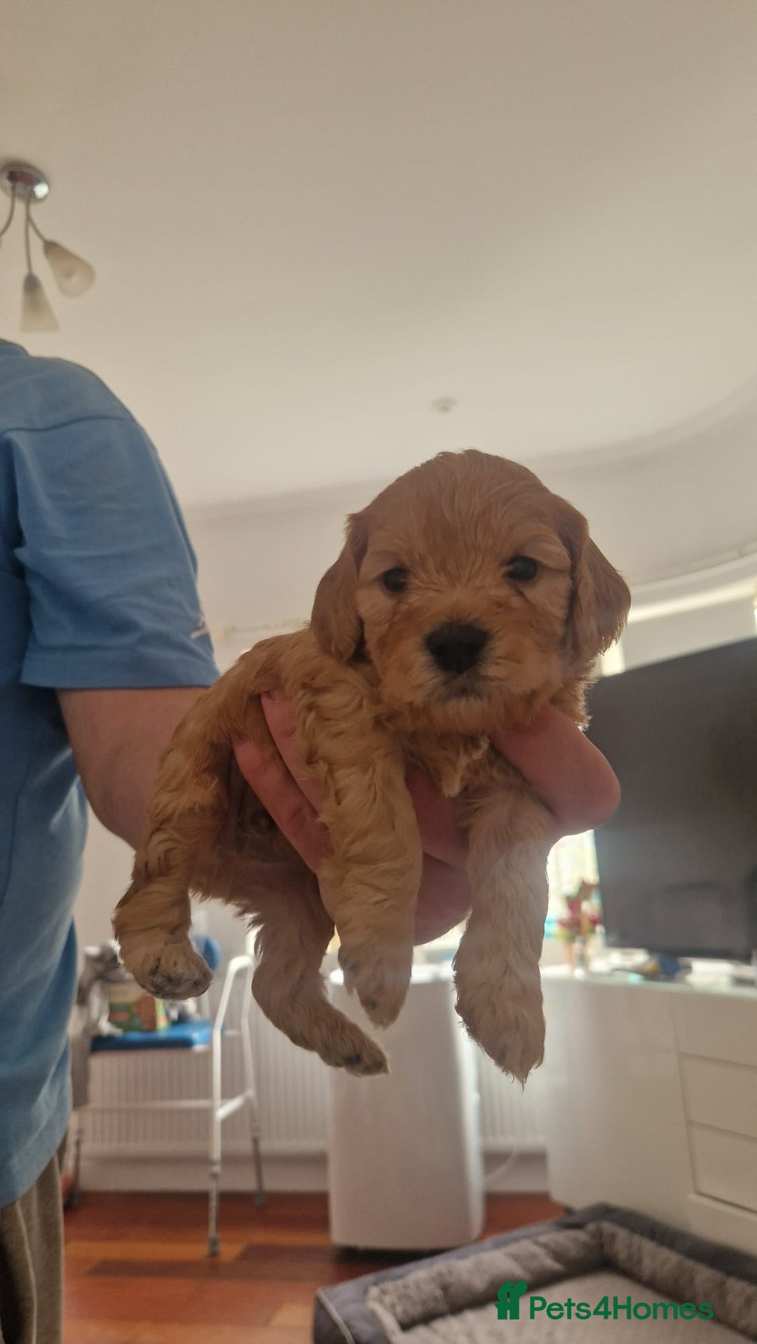 Cockapoo dogs for sale: Adorable cockapoo puppies for sale  - Image 6